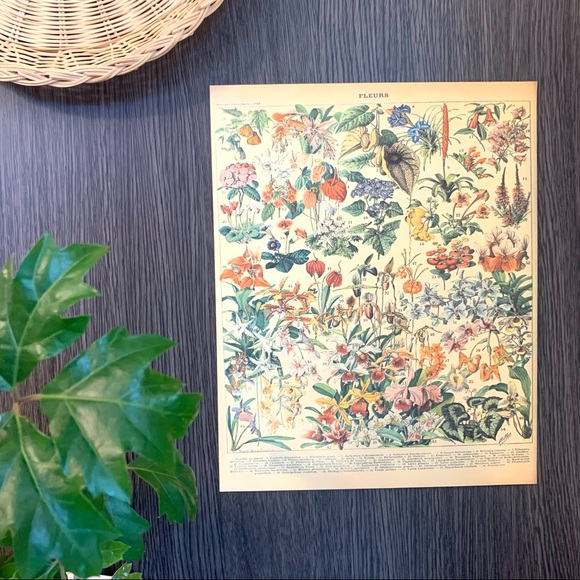 Adolphe Millot 1909 Fleurs Floral Print 2 of 5 - Picture 3 of 7